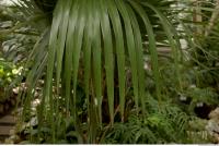 palm leaves 0002